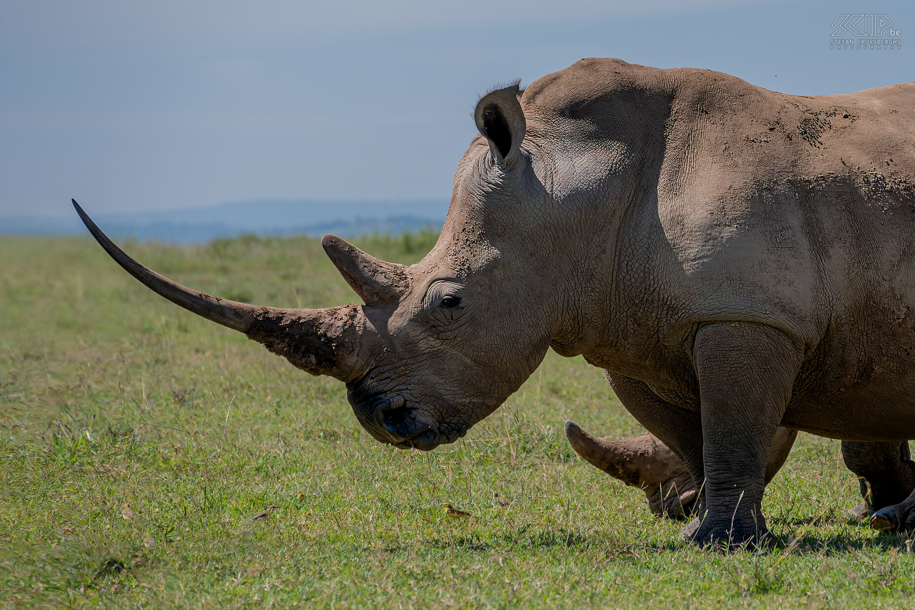 Solio - Southern white rhino The males weigh between 2300-3000 kg and the females weigh about 2000 kg. The animals grow to between 3.80 and 4.20 m long. Their front horn can grow up to 60cm in length and grows about 7cm per year.  Stefan Cruysberghs